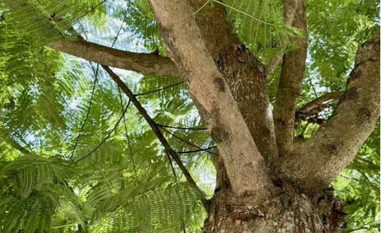 Sustainable and Eco-Friendly Value